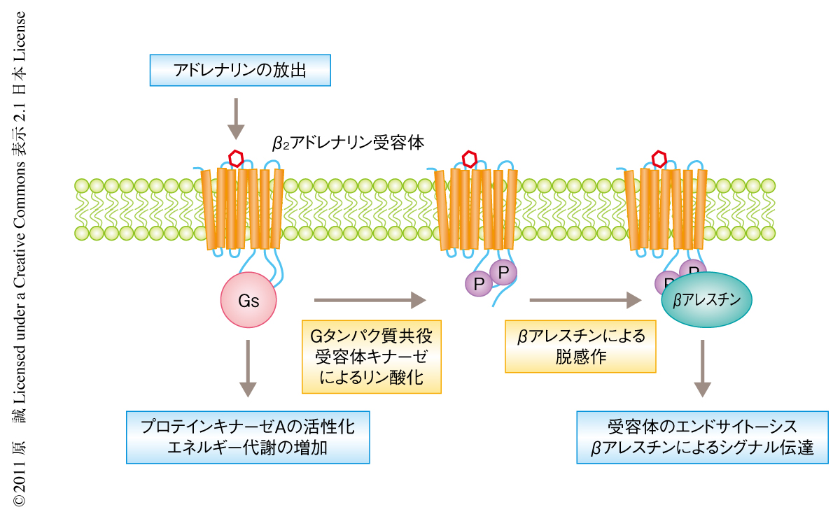 慢性ストレスの治療法