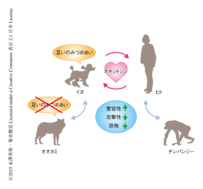 オキシトシンと視線との正のループによるヒトとイヌとの絆の形成の概略図