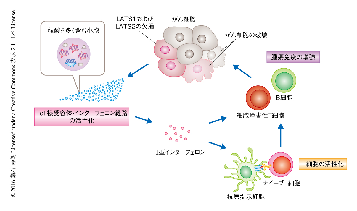 Hippoシグナル伝達系はがん細胞において宿主の腫瘍免疫を抑制する ライフサイエンス 新着論文レビュー