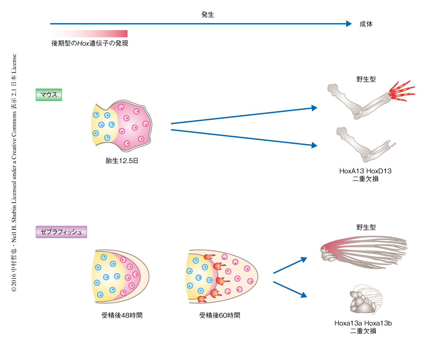 魚の鰭条と四足動物の指は共通の細胞系譜および発生の機構により形成される ライフサイエンス 新着論文レビュー