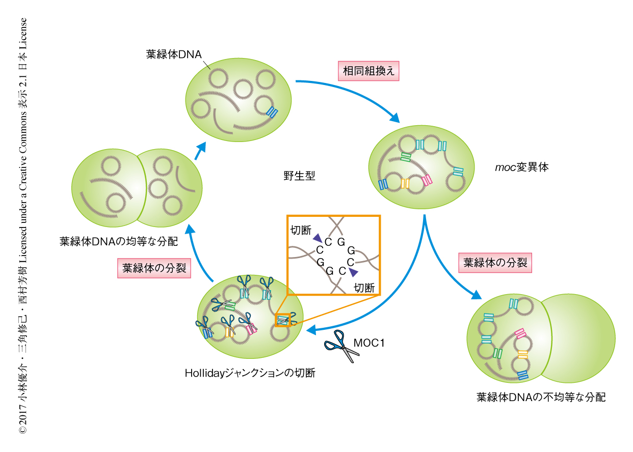 葉緑体ゲノムの分配はhollidayジャンクション解離酵素moc1により保障される ライフサイエンス 新着論文レビュー
