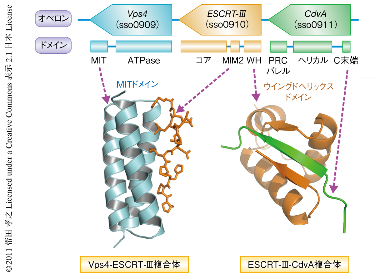 古細菌の細胞分裂を担うESCRT-III複合体の分子構造的な基盤 : ライフ 