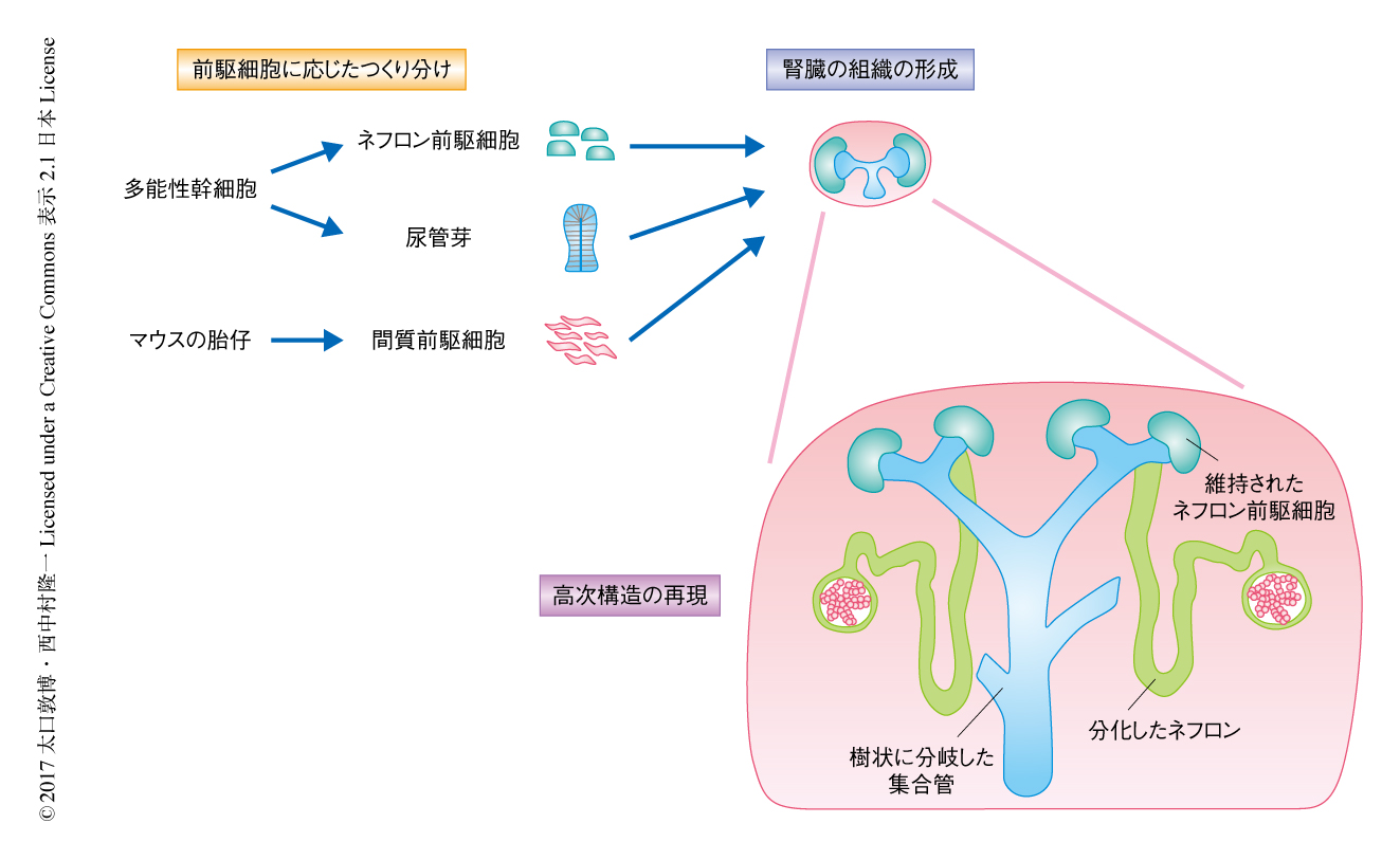 多能性幹細胞から腎臓の高次構造を構築する ライフサイエンス 新着論文レビュー