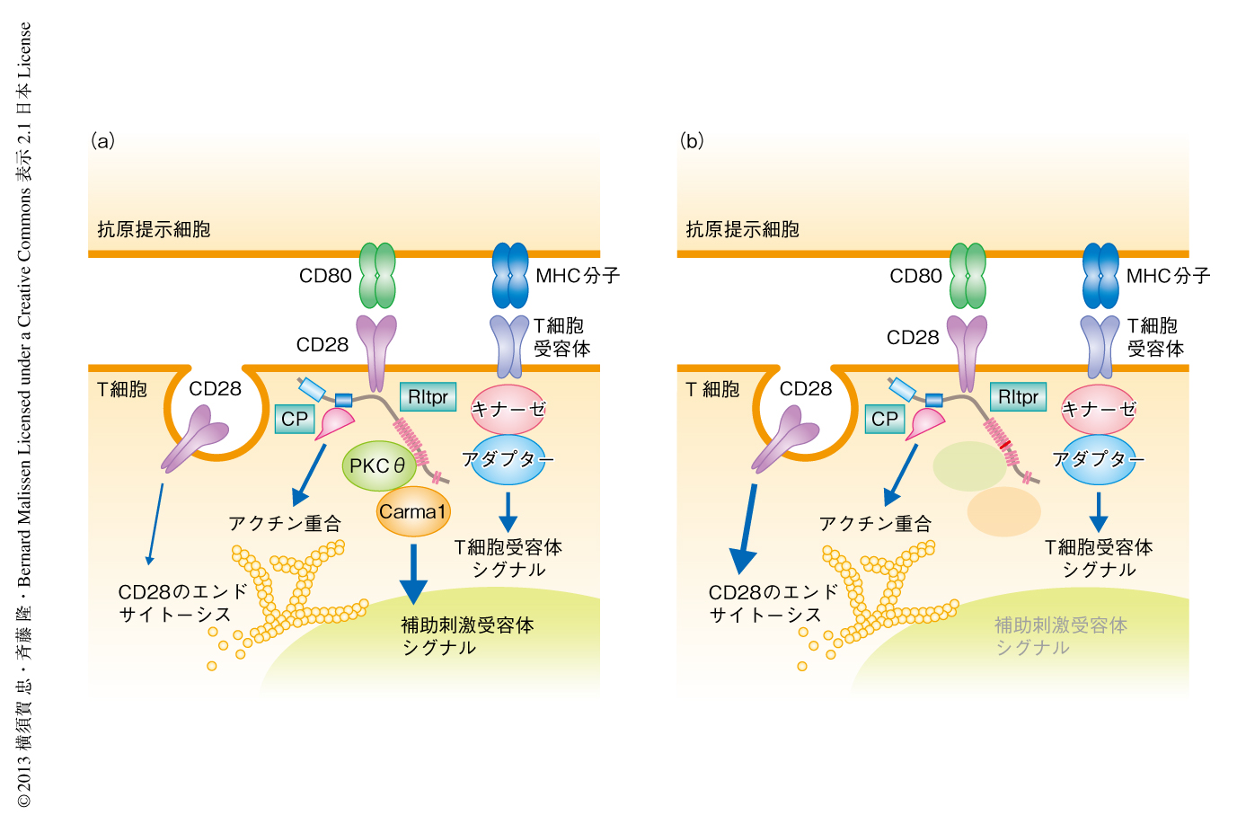 リンパ球に特異的なアクチン脱キャッピングタンパク質rltprはcd28を介するt細胞の活性化と制御性t細胞の分化に必須である ライフサイエンス 新着論文レビュー