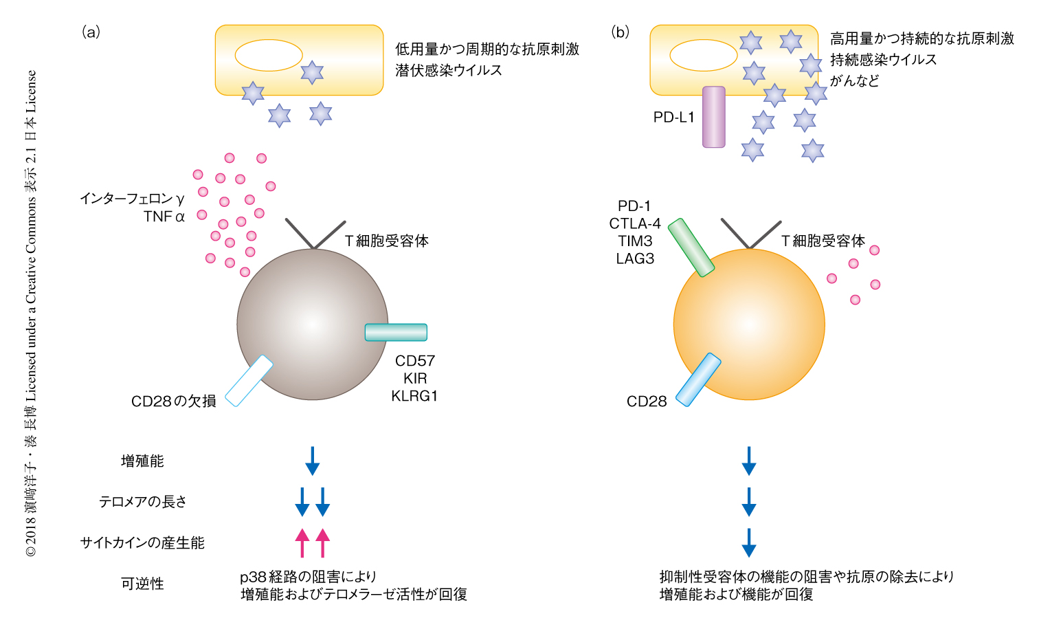 T細胞の老化と免疫老化 ライフサイエンス 領域融合レビュー
