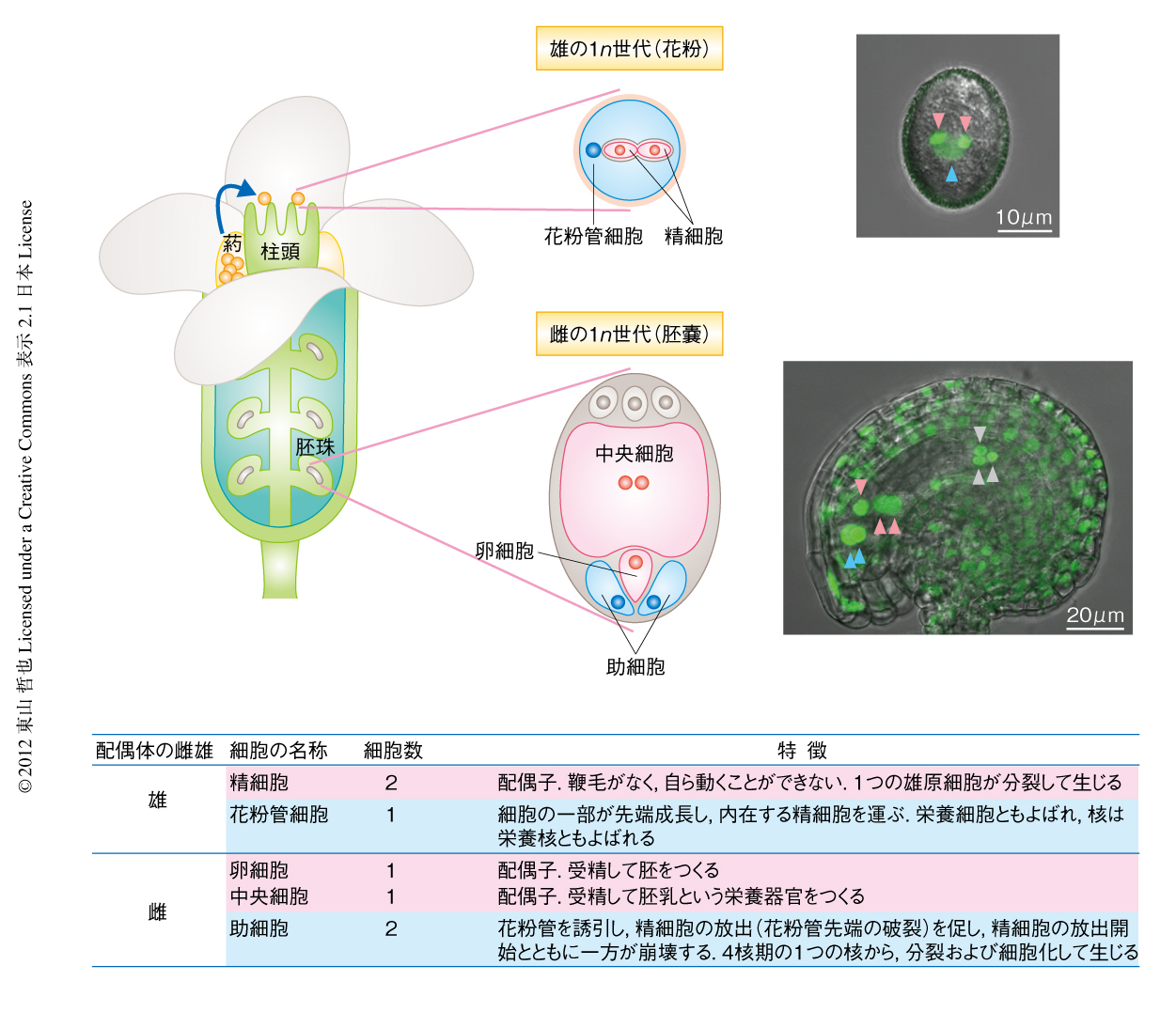 植物の生殖細胞と受精戦略 ライフサイエンス 領域融合レビュー