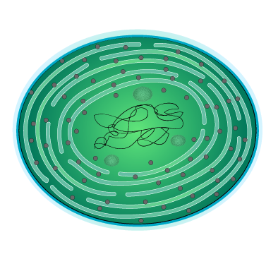 藍藻 (シアノバクテリア)