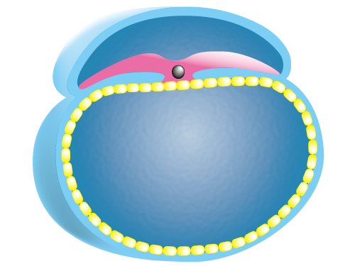 原腸胚