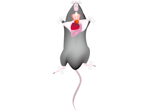 マウス③(解剖後)
