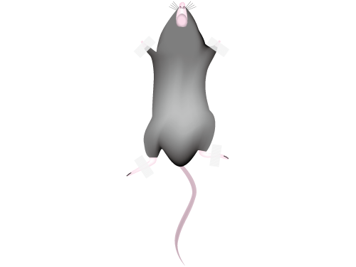 マウス①(解剖前)