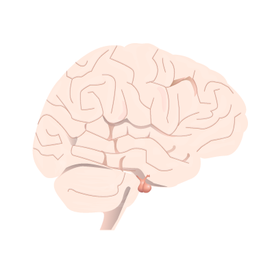 脳下垂体 (脳内)