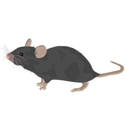 マウス (C57BL/6)