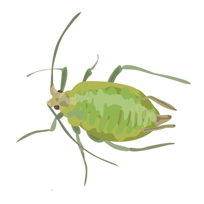 Green Peach Aphid Togotv
