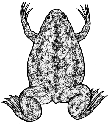 Frog In J Phenome Togotv