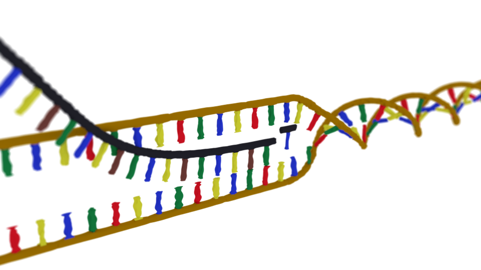 DNAから転写されるmRNA