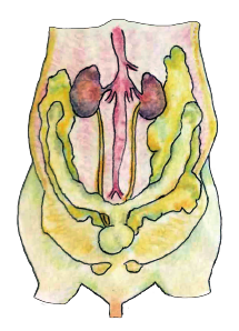 マウス解剖図(雌 泌尿生殖器系)