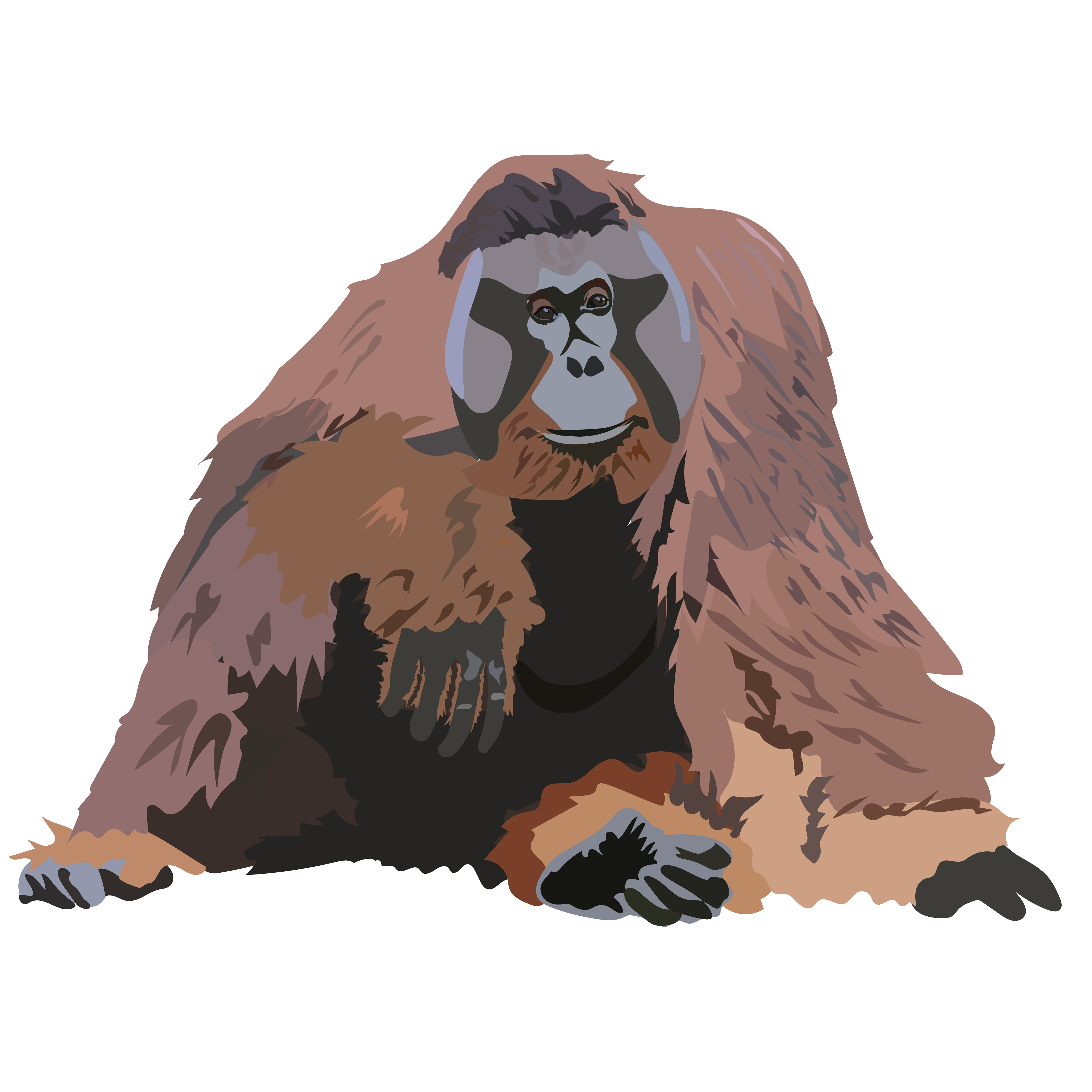 Orangutan Togotv