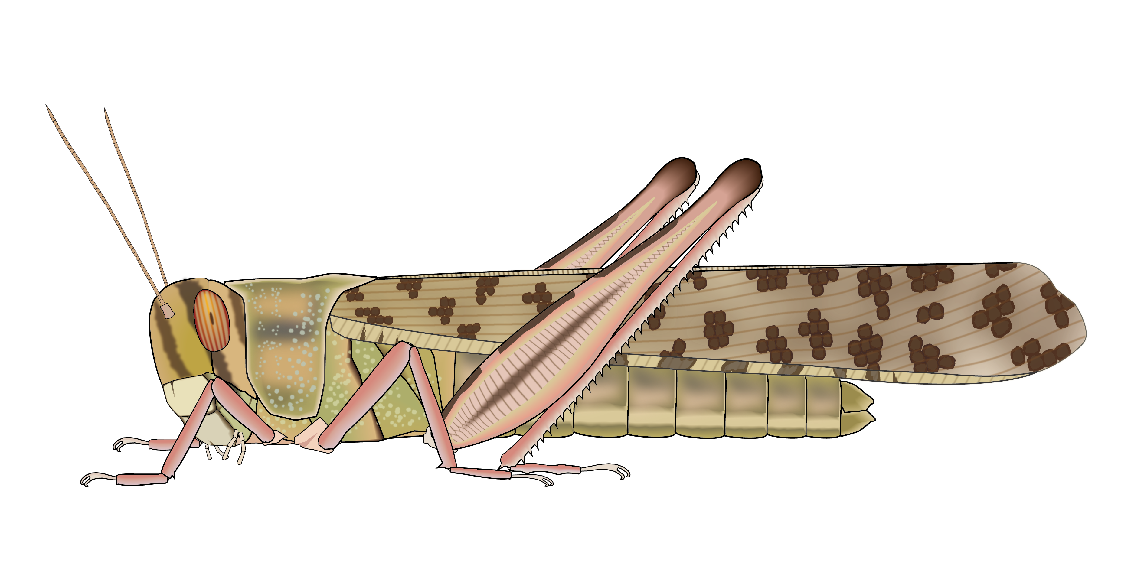 Desert Locust Gregarious Phase Adult Togotv