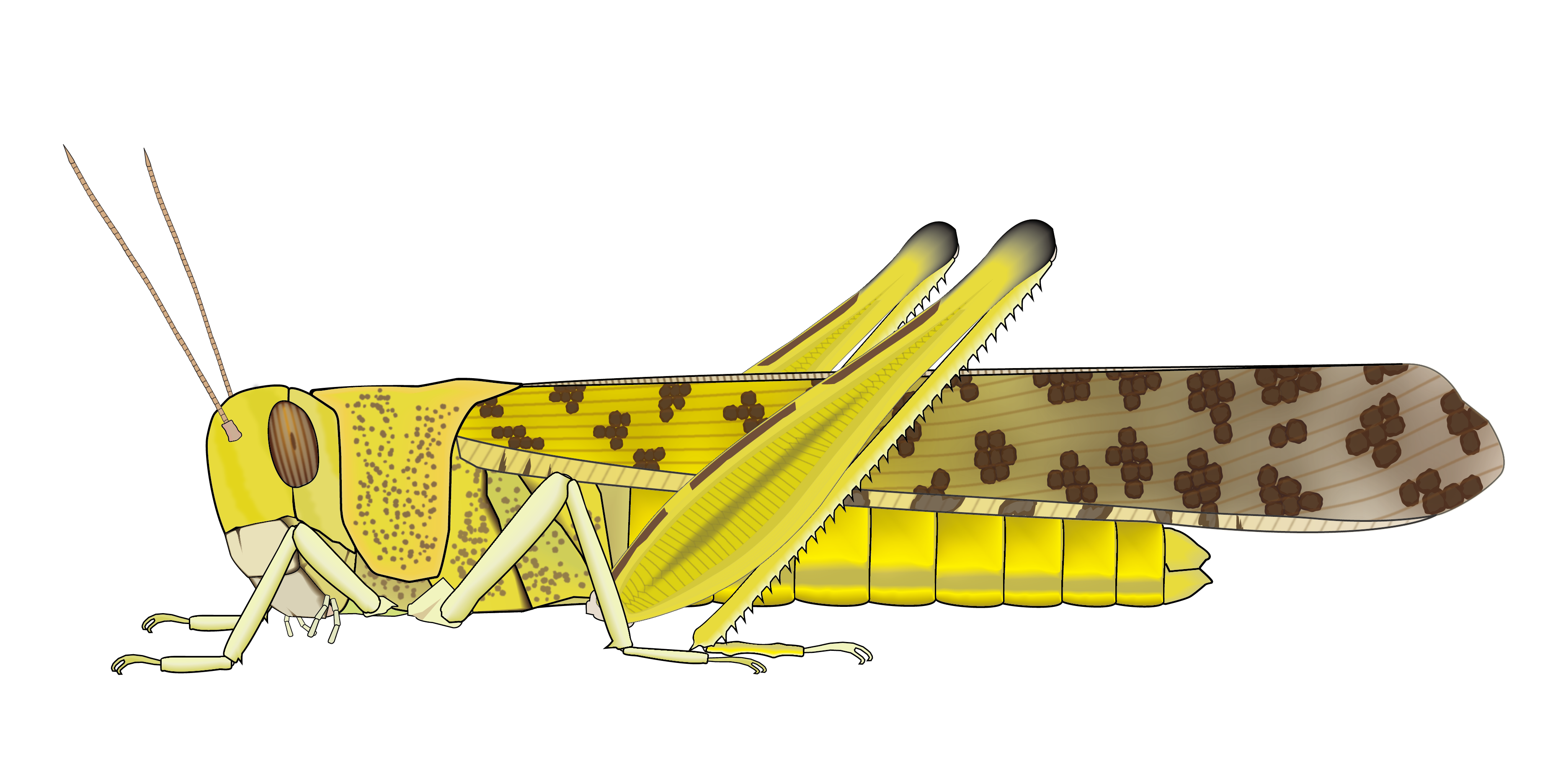 Desert Locust Gregarious Phase Mature Adult Togotv