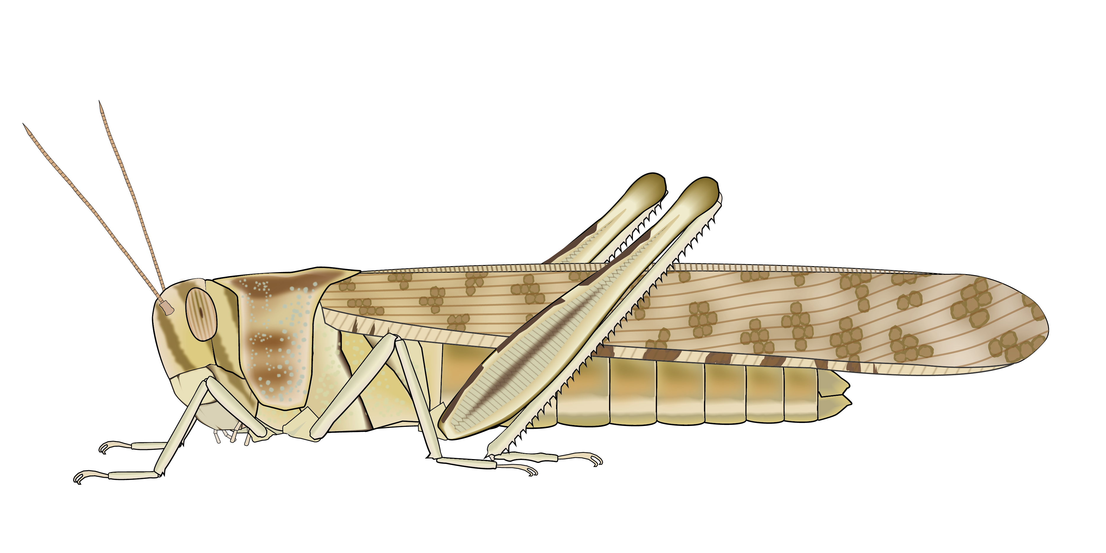 Desert Locust Solitary Phase Adult Togotv