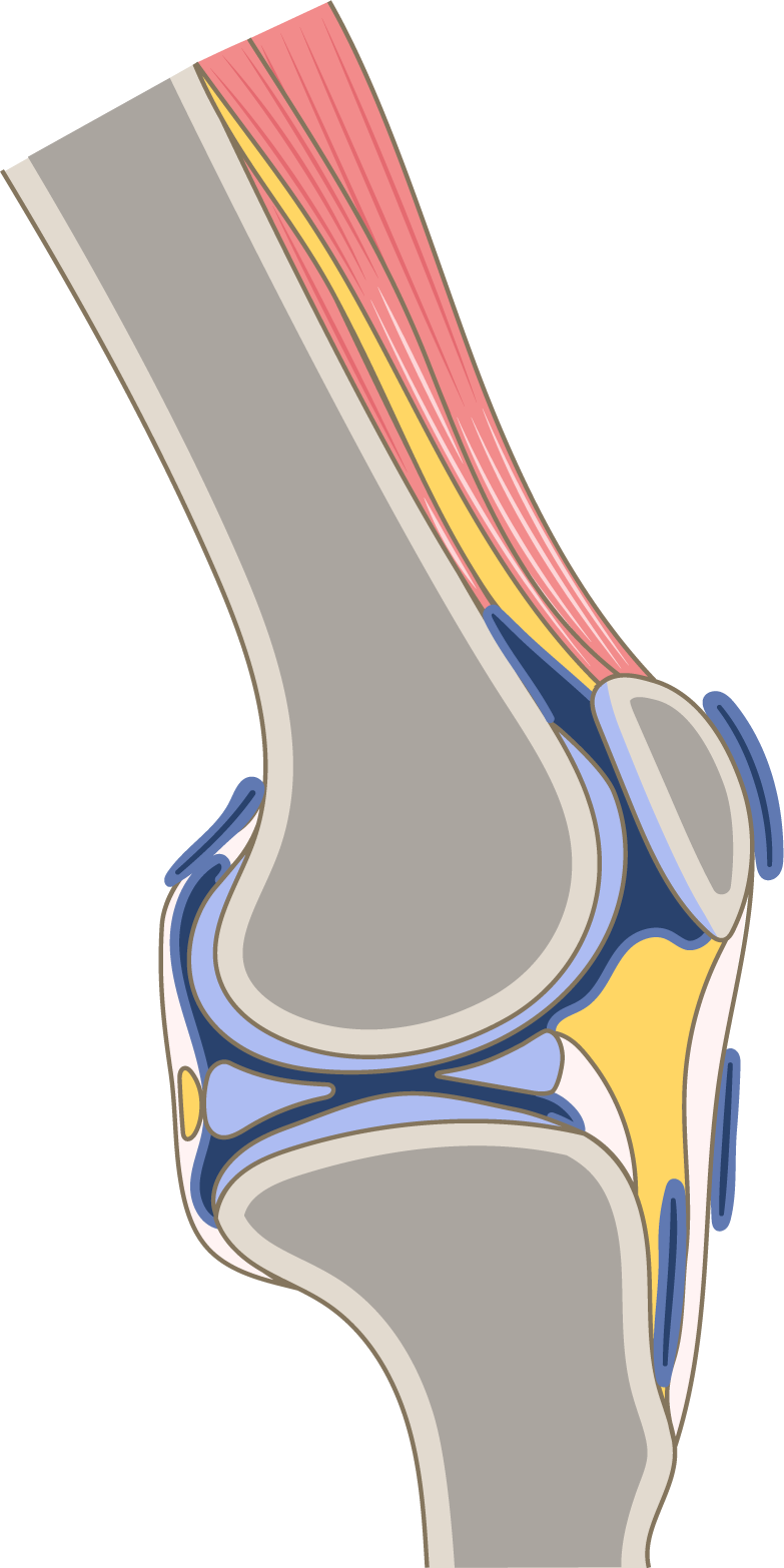Sagittal section through knee joint | TogoTV