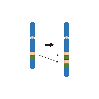 染色体の構造異常(重複)