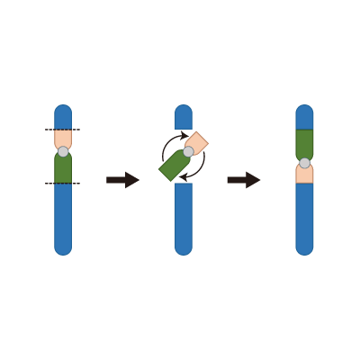 染色体の構造異常(逆位)