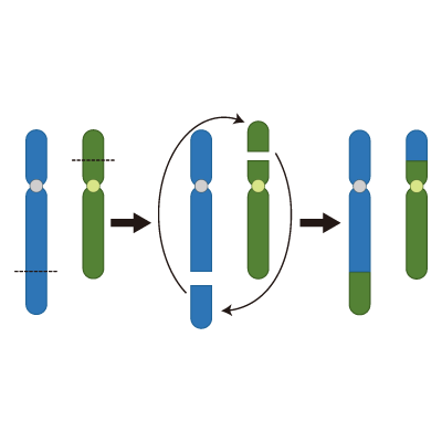 染色体の構造異常(相互転座)