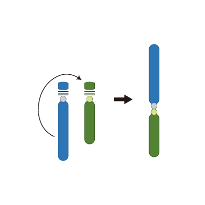 染色体の構造異常(Robertson型転座)