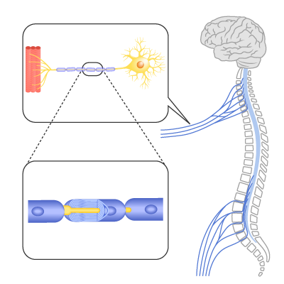 脳･脊髄･末梢神経