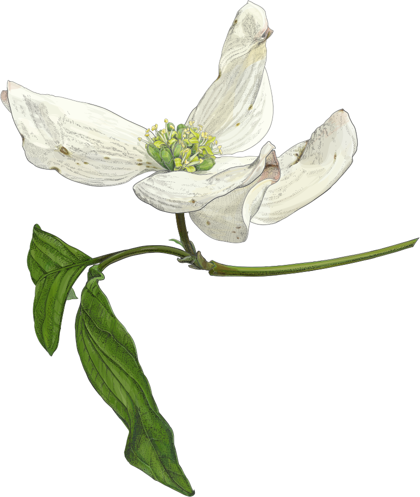 Flowering dogwood | TogoTV