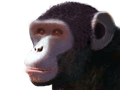 ボノボ(ピグミーチンパンジー)