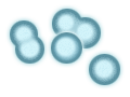 シアノバクテリア