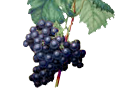 ヨーロッパブドウ