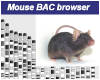 Mouse B6N BAC Clone Database