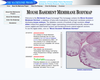 Mouse Basement Membrane Bodymap